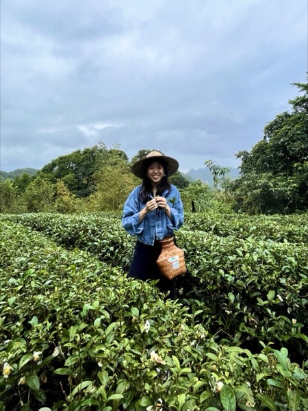 Picked tea leaves, Nangang