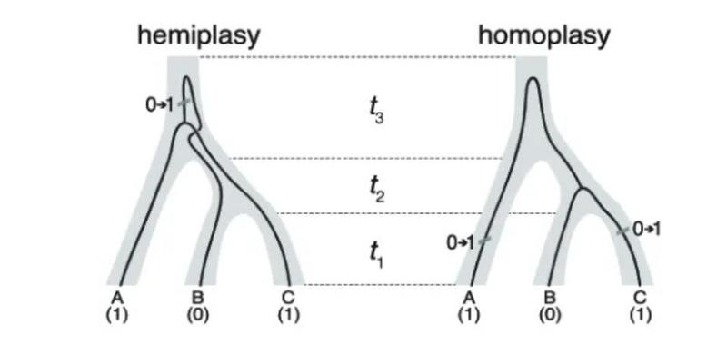 Evolutionary Genomics